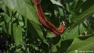 Serpiente del Maíz e n 4K - Corn Snake 4K screenshot 1