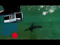 Wuppertal VR (Zoo) - Penguin&#39;s cleaning session - VR180 360 3D