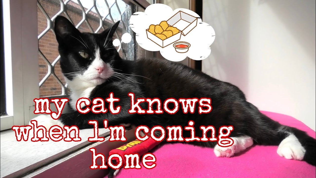 my-cat-knows-when-i-m-coming-home-youtube