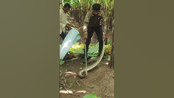 Indian rock python rescue 🐍
