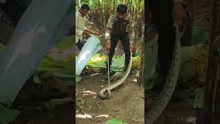 Indian rock python rescue 🐍 Profile