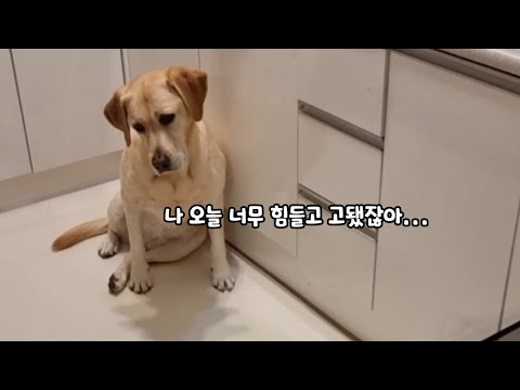 자기 오늘 힘들었다고 집에와서 청승떠는 리트리버