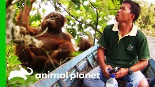 Search Party Tries To Locate Missing Orangutan | Orangutan Island