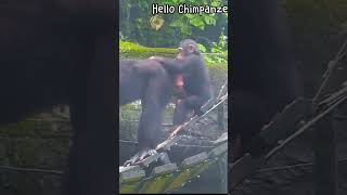 麻麻偶幫妳檢查屁屁Chimpanzee Daily|😆🤣Taipei zoo#黑猩猩 #chimpanzee  #animals