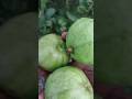 கொய்யா விவசாயம் மற்றும் அதன் அறுவடை #guava #கொய்யா ||this is only video|| ||நாட்டுகொய்யா||