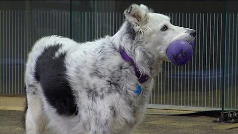 Preview: The Smartest Dog in the World