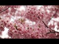 水中花 刘紫玲 水中花 刘紫玲