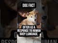  unleash the bark mindblowing dog facts  dogfacts