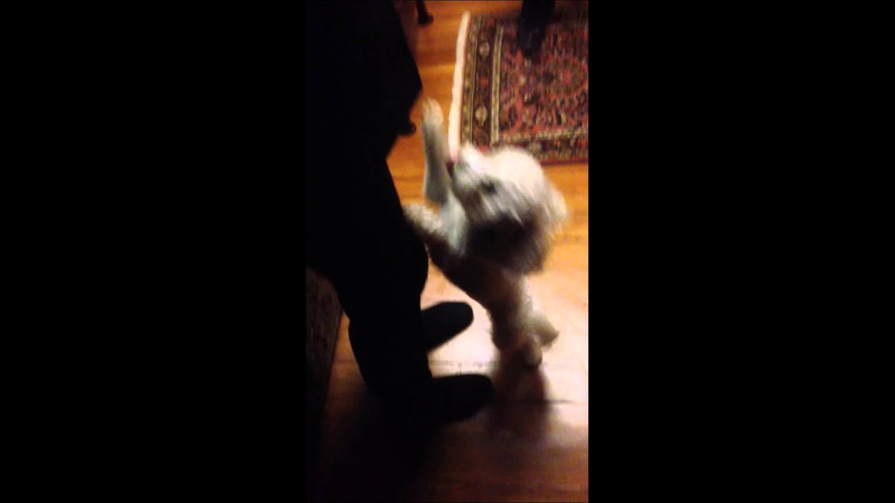 Dog wets himself from excitement YouTube