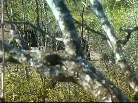 Fred Eichler's small game Hunt