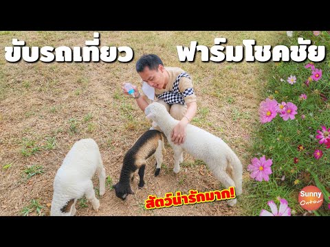 ขับรถให้อาหารสัตว์​ ในฟาร์ม​โชคชัย​ จ.นครราชสีมา​ | Farm Chokchai, Nakhon Ratchasima, Thailand​