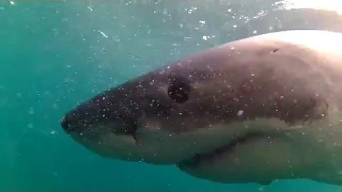 Shark experience Bluff, NZ - Geoff Cunningham