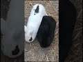 Cute Rabbits Compilation 🐰 | Adorable Bunny Moments That Will Melt Your Heart 💕