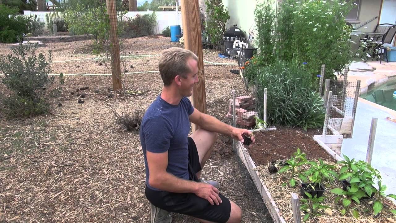 Amazing Garden Planting Sweet Peppers In Phoenix Arizona Youtube