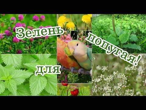 ЗЕЛЕНЬ ДЛЯ ПОПУГАЯ. Зеленый Корм в рационе Попугая II Растет у Вас под Ногами.