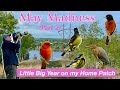 Little Big Year Episode 7: May Madness continues! Birds keep arriving and the list keeps growing.