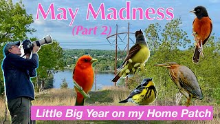 Little Big Year Episode 7: May Madness continues!  Birds keep arriving and the list keeps growing.