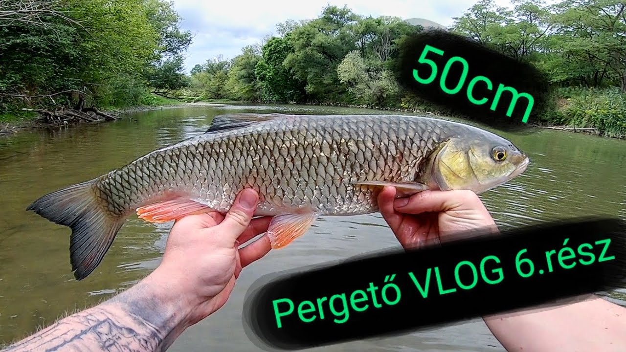Pergető VLOG 6.rész - Nagy domolykók napja.