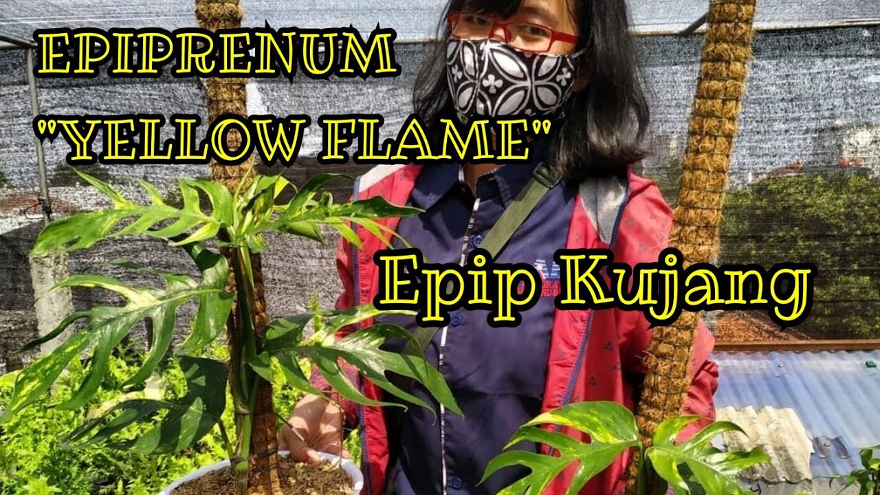 EPIP KUJANG / EPIPRENUM PINATUM YELLOW VARIEGATA F1 /EPIPRENUM YELLOW FLAME  