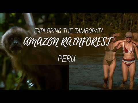 EXPLORING THE TAMBOPATA AMAZON RAINFOREST (PERU) 🐒🇵🇪