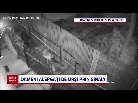 Video: Vor ataca oaia mare pe oameni?