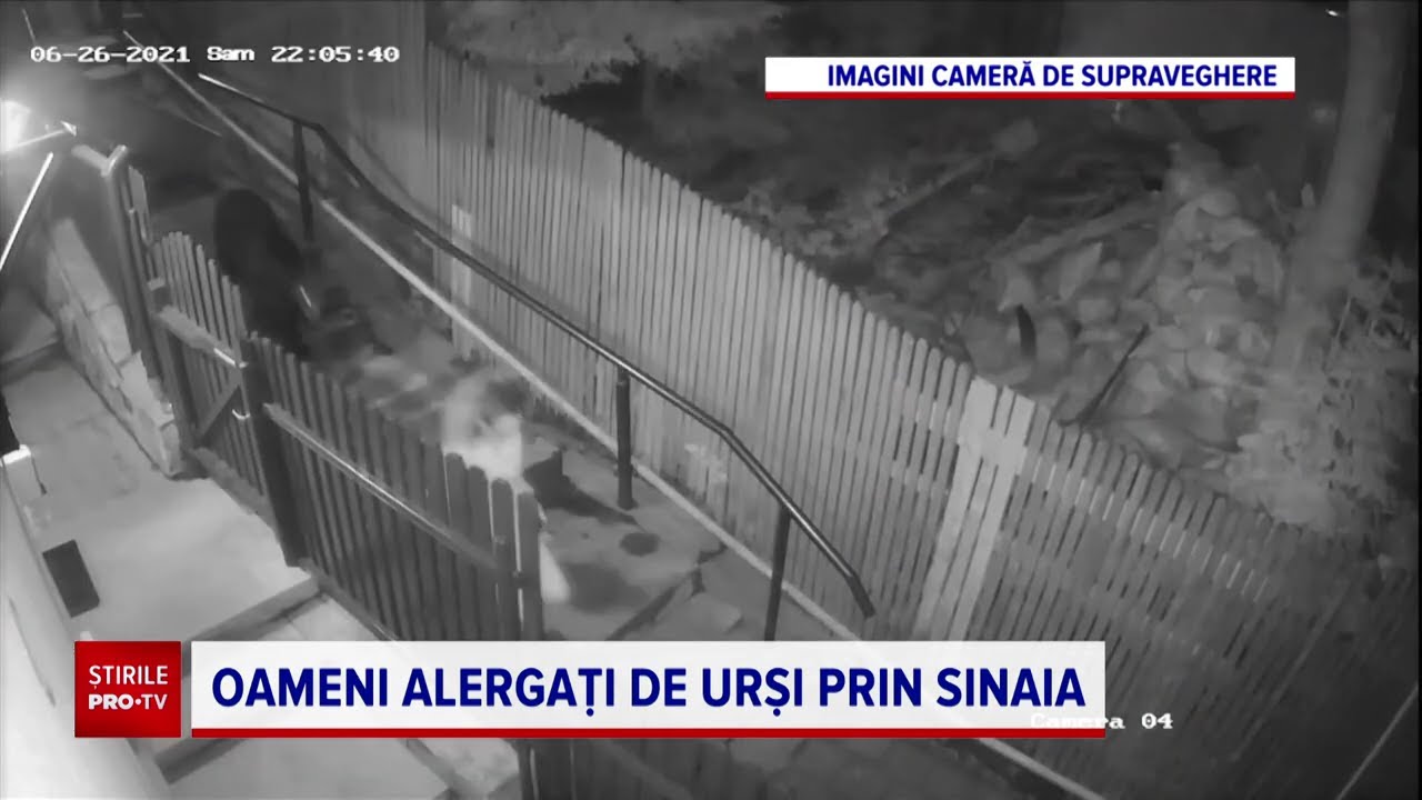 Imagini incredibile în Sinaia. Femeie încălțată cu tocuri, cu ursul pe urme, în fața pensiunii