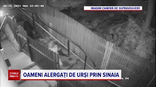 Imagini Incredibile În Sinaia. Femeie Încălțată Cu Tocuri, Cu Ursul Pe Urme, În Fața Pensiunii