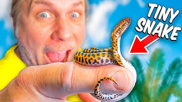 See The Smallest Python Ever!