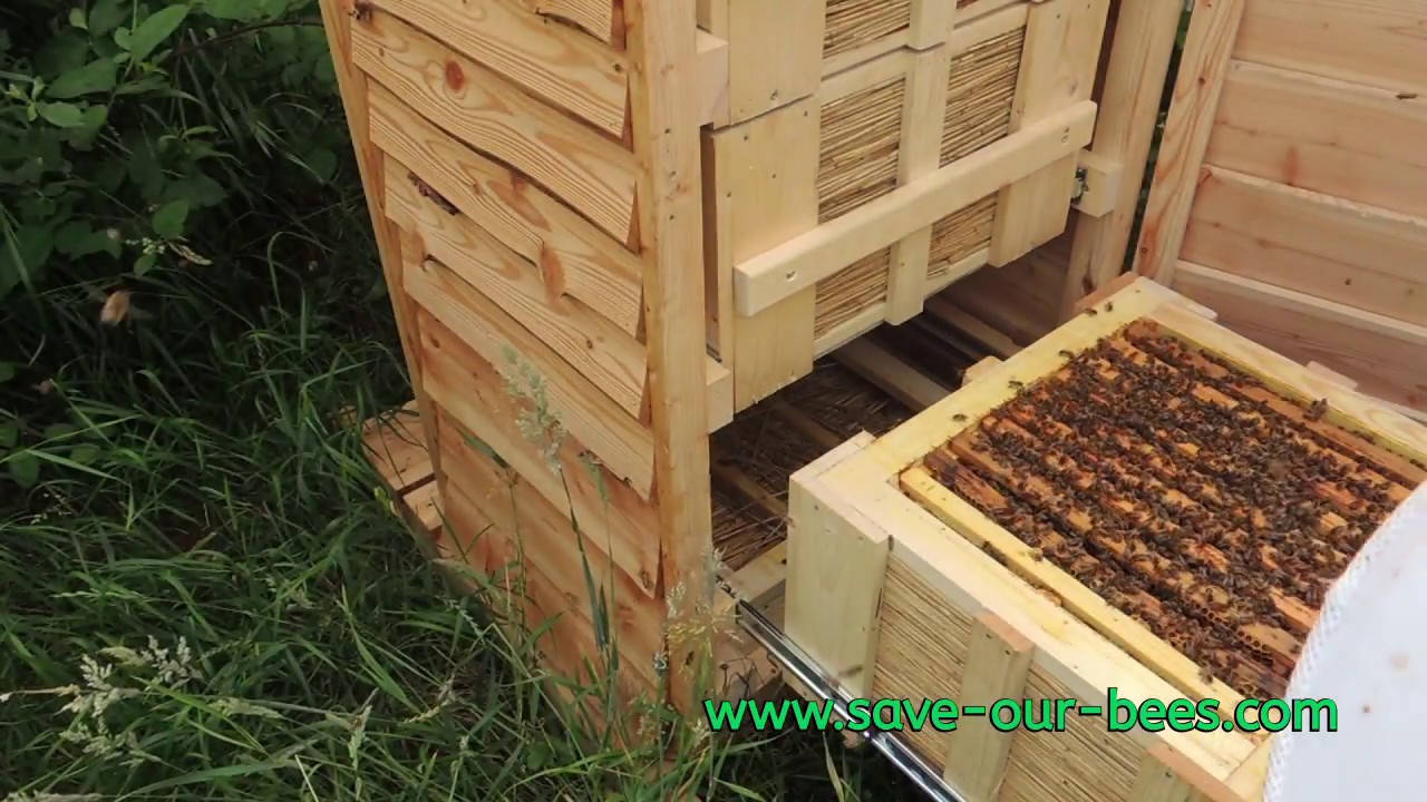 Bücherskorpione einsetzen in die Klima-Schubladen-Beute! Easy Imkern  Behandlungsfrei+Artgerecht!