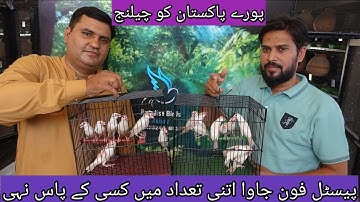 Adnan Bhai  All Java Mutation Pastel Fawn 50 Pairs Setup Fawn Agate Eumo Java and  Fawn Exhibition