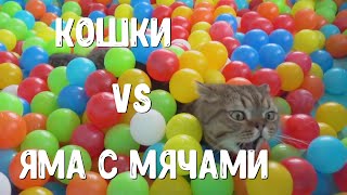 Кошки vs Яма с мячами