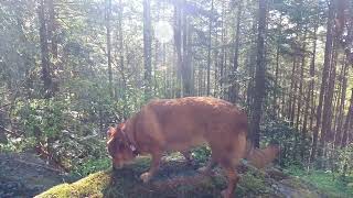 Dogs and a Favorite Hike