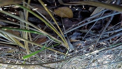 Found My Quadcopter Using The Gopro Session 5