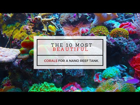The 10 most beautiful corals for a nano reef tank
