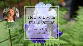 How to divide Iris in Spring