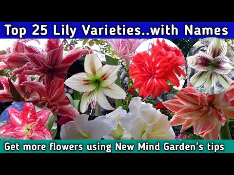 वीडियो: लिली का फूल किस रंग का होता है?
