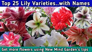 Top 25 Lily varieties with their names  / How to care lily plant / Best lilies