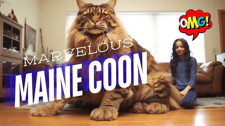 Video 10320861: maine coon cat facts, maine coon meets, maine coon fun, gentle giant cat