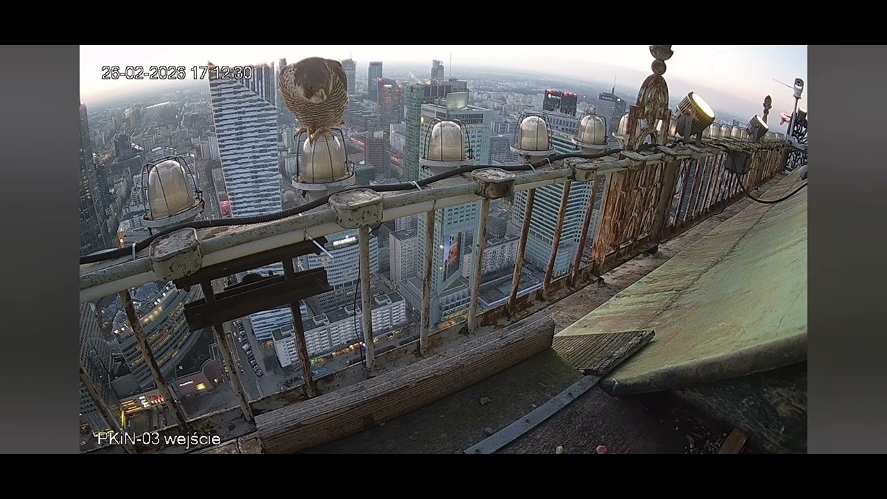 Warszawa _26.02.2026_ BosaNova nie poddaje gniazda i staje do  obrony