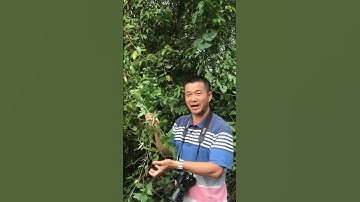 Chữa dạ dày, tá tràng bằng cây Chè dây (Ampelopsis cantoniensis) #phuongduoclieu #chanduoc #daday