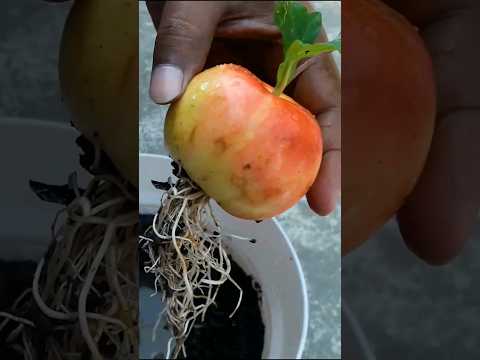 Video: Honeygold Apple Tree Care - Menanam Apel Honeygold Di Lanskap