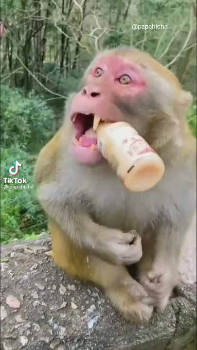Monyet Lucu ,di kira udah buka puasa.