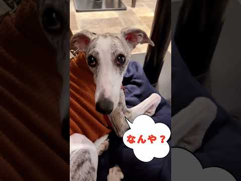 カフェデビューを果たすウィペットそなた🍴🍳 /A Whippet’s Charming Café Debut #whippet #ウィペット #わんちゃん