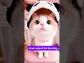 kucing bersih, imut banget cute  #kucinglucu#cute #music #cat #kucingimut#viralvideo#tranding#fyp