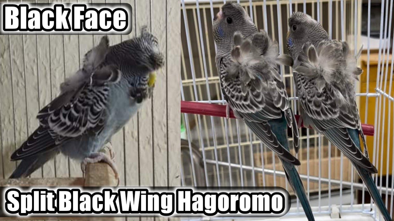 Black Face Hagoromo Pair | Black Face Gray Budgie Marking Hagoromo | Black Face Hagoromo Price in PK
