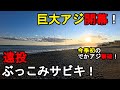 【神奈川県某所】2025年度冬の巨大アジシーズン開幕！初冬の時期に、関東地方の神奈川県の相模湾側に面した砂浜（サーフ）で、遠投ぶっこみサビキ（ぶっこみアジ）で釣りしてみたら…！【2025年12月中旬】