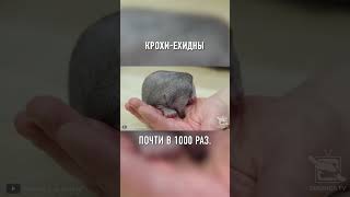 ВСЕГО ПОЛГРАММА! Самые Маленькие Детеныши в Мире #shorts