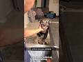 The puppy’s smile is so heartwarming ❤️🐾#dog #smiles #joy #pet #cute