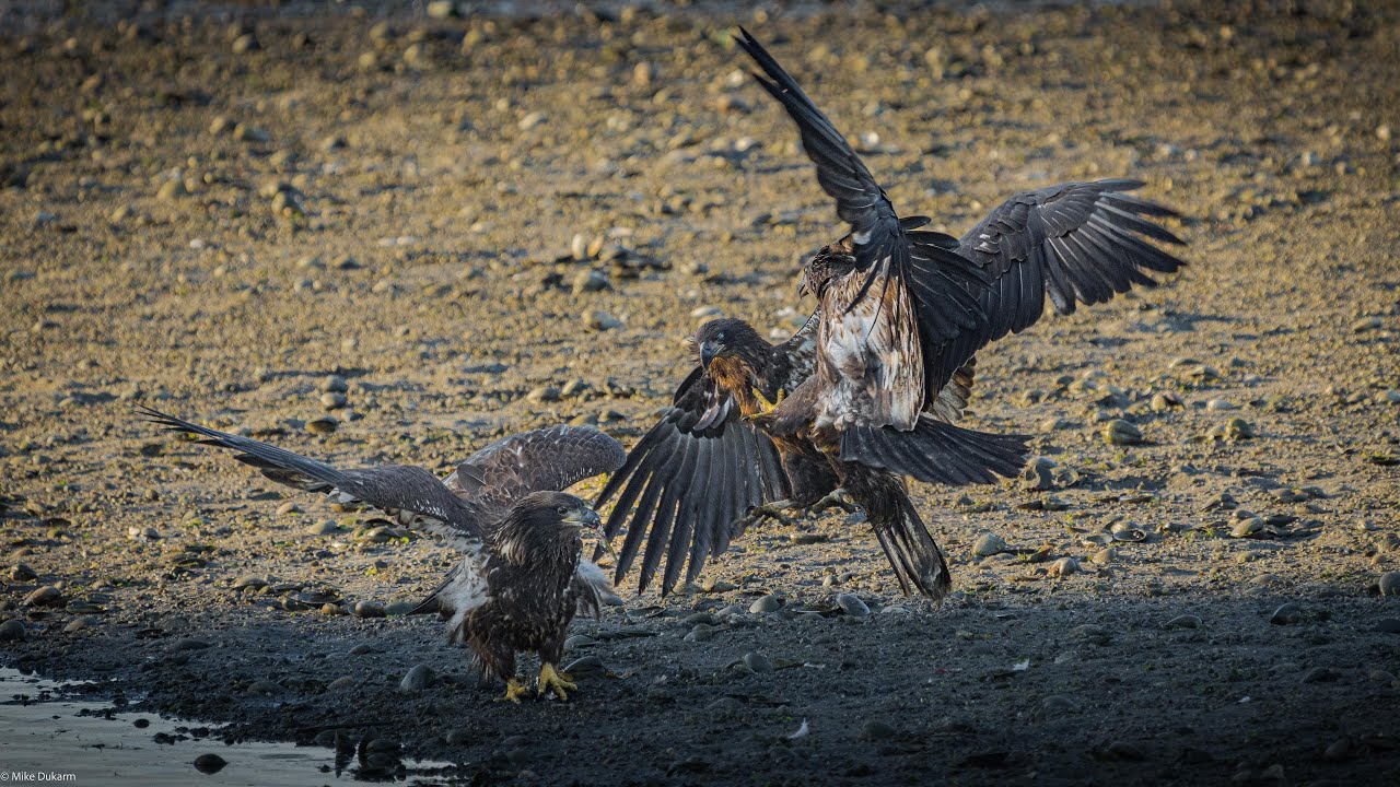 BALD EAGLES OF CENTERPORT.....INTRUDER !!! YouTube