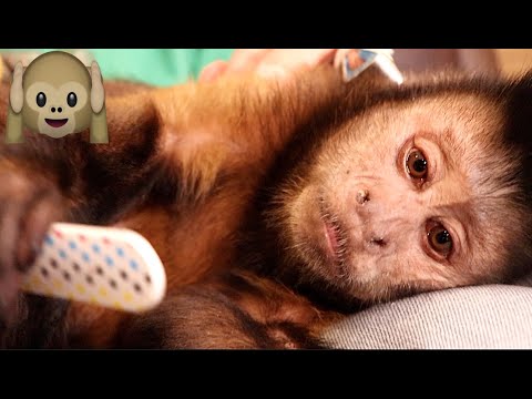 Monkey Gets Nails Filed and Takes A Nap    ASMR